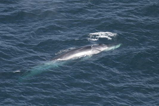 The Fin Whale, with a size easily above 20 m, is the biggest species observed so far