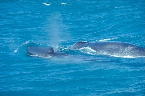 Blue whale: Whales are amongst the largest animals to have lived on earth. The blue whale is the largest mammal ever, stretching across 30 m in length and weighing up to 180 tons.